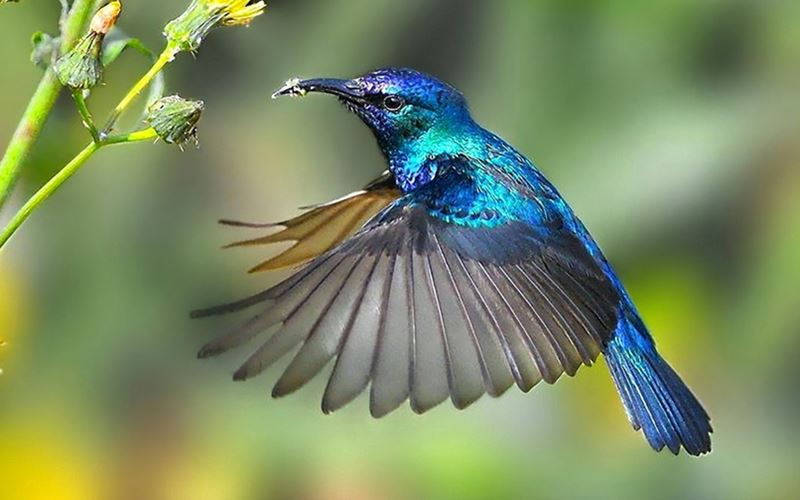 Vers le zéro déchet : un chemin de colibri !